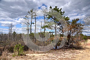 New Jersey Pine Barrens