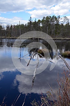 New Jersey Pine Barrens