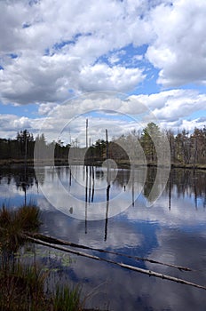 New Jersey Pine Barrens