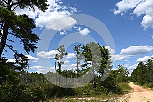 New Jersey Pine Barrens