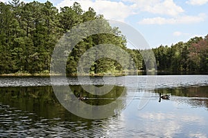 New Jersey Pine Barrens