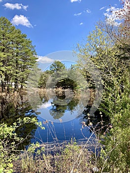 New Jersey Pine Barrens Pool