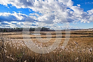 New Jersey Salt Marsh