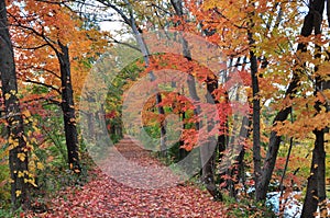 New Jersey trail in autumn leaves foliage