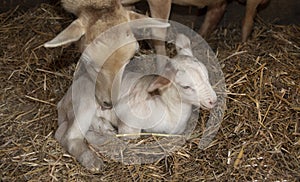 New katahdin sheep lamb getting cleaned up by mom