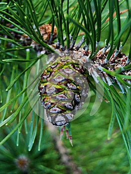 Selective focus young fir cone on branch with light green needles on blurred background of green trees. Natural background.New lar