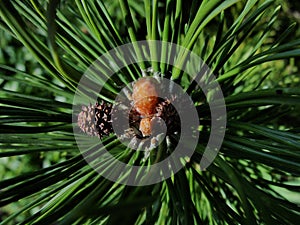 Selective focus young fir cone on branch with light green needles on blurred background of green trees. Natural background.New lar