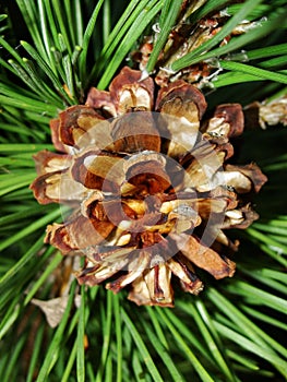 Selective focus young fir cone on branch with light green needles on blurred background of green trees. Natural background.New lar