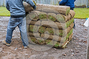 New lawn rolls of fresh grass turf ready to be used for gardening