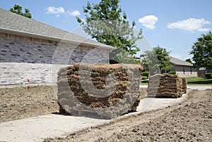 New lawn sod in front yard