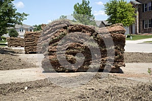 New lawn sod in front yard