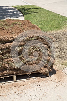 New lawn sod