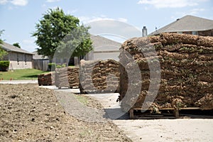 New lawn sod in the yard