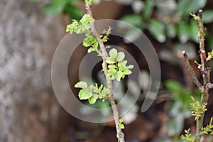 New leaf arising from a branch