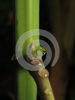 New leaf bud (Manihot esculenta), commonly called cassava or yuca