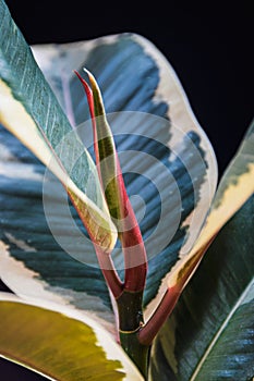 New leaf forming on Ficus Elastica `Tineke`.