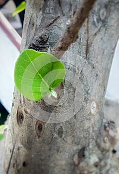 new leaf growing tree branch