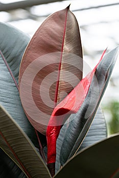 A new leaf growing on a rubber tree covered with a stipule for protection. photo