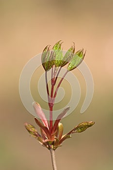 New leaf on maple tree at spring