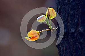 New leaf in spring