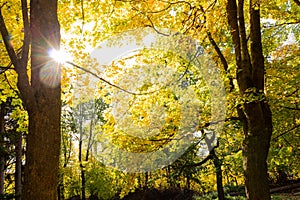 New leaf and sun ray. Summer nature. Sunlight in trees of green forest