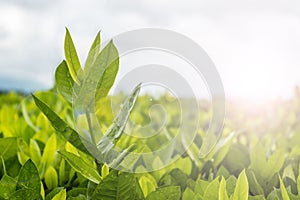 New leaf tree outstanding from other tree