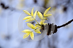 Neu blätter Keimung auf der ein Baum Zweig Dieses hier frühling jahreszeit. schön das licht Grün Farbe blätter Direkte sonnenlicht 