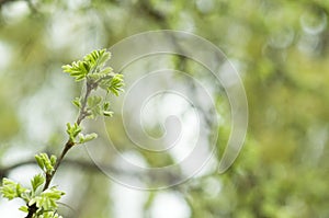 New Leaves