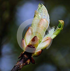 New leaves appearing on tree in spring.