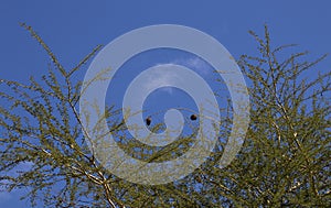 New Leaves Appearing on Trees with Birds` Nests