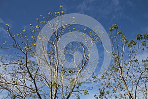 New Leaves Appearing on Trees with Blue Sky Background