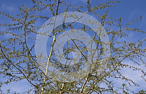 New Leaves Appearing on Trees with Blue Sky Background