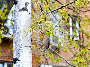 New leaves of ash-tree and brown apartment house