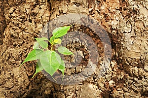 New leaves born on old tree