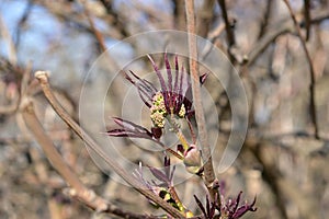 New leaves on branch in spring