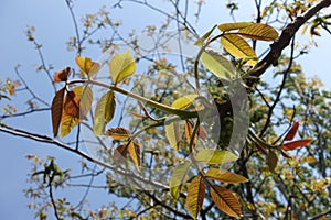 New leaves on branch of walnut against blue sky in April