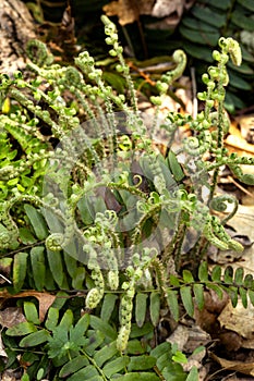 New leaves of Christmas fern unfurling in Goodwin State Forest