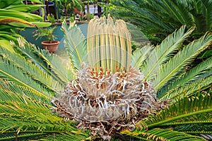 New leaves emerging from a cycad, Cycas revoluta