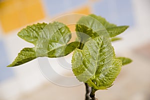 New leaves of fig tree