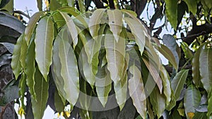 New leaves growing of mango tree