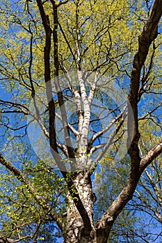 New leaves growing in tree