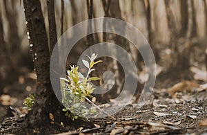 New leaves grown after forest was burn. rebirth of nature after the fire.