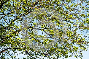 New Leaves And Growth In Trees During Spring Season
