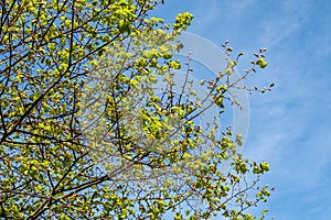 New Leaves And Growth In Trees During Spring Season