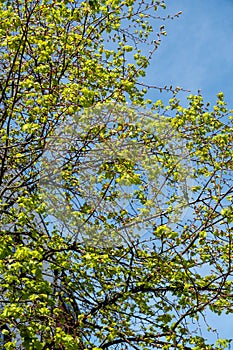 New Leaves And Growth In Trees During Spring Season