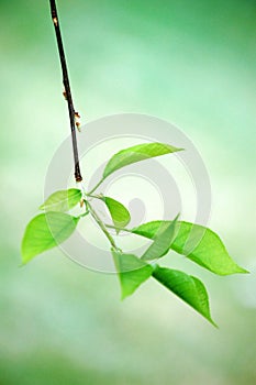 New leaves of heavy plum tree in spring