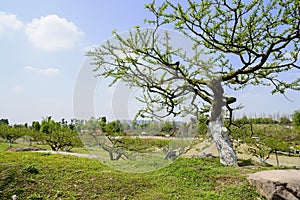 New leaves of hillside tree in sky of sunny spring