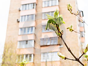New leaves of horse-chestnut and tower building