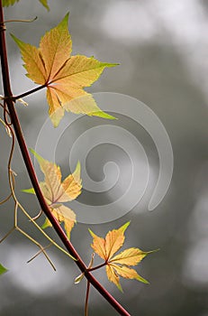 New leaves, ivy