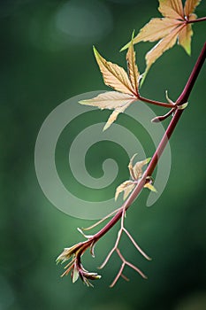 New leaves, ivy